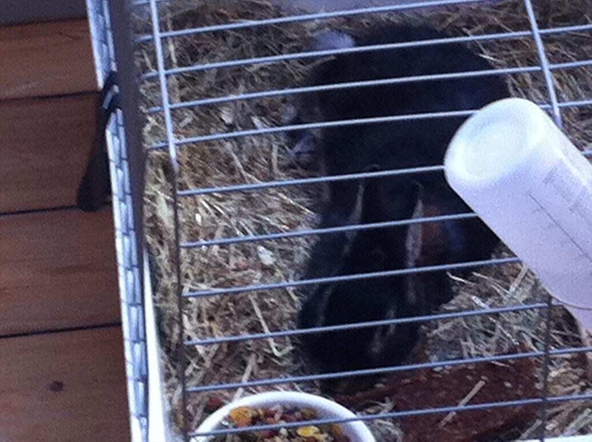 Kanin Joey - Joey har længe regnet ud at det klart er smartest at sove helt henne ved mad og vandskål! Så behøver man nemlig ikke og rejse sig for at spise :D billede 8