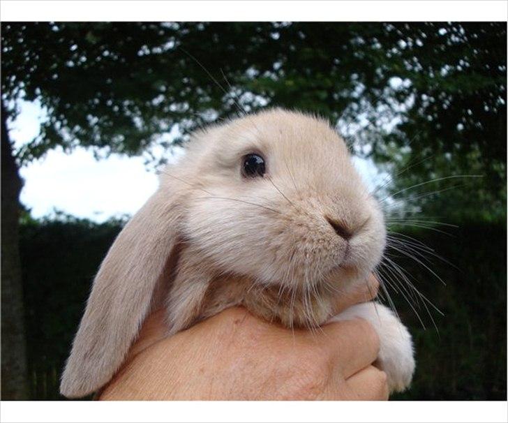 Kanin Lucky - Min dejlige Lucky som baby :D <3 billede 1