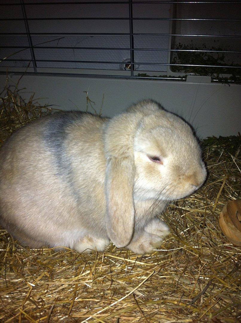 Kanin Lucky - Lucky <3 billede 16