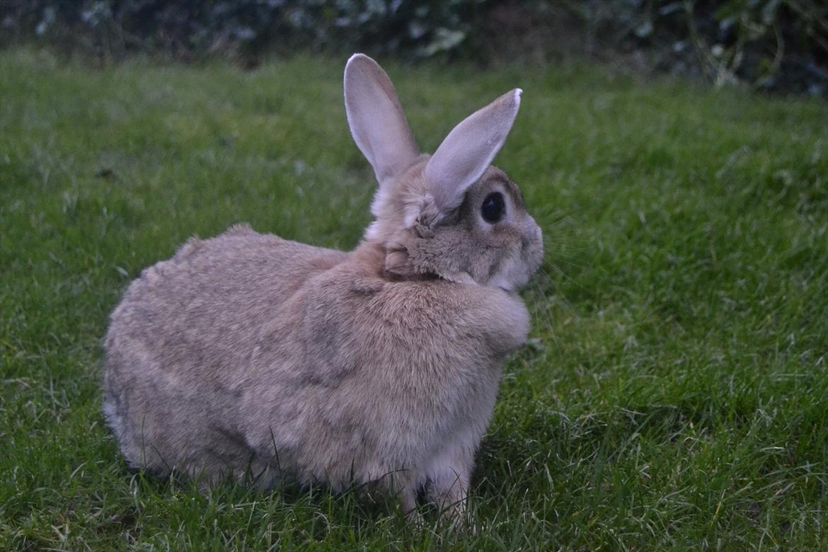 Kanin Bambie billede 7