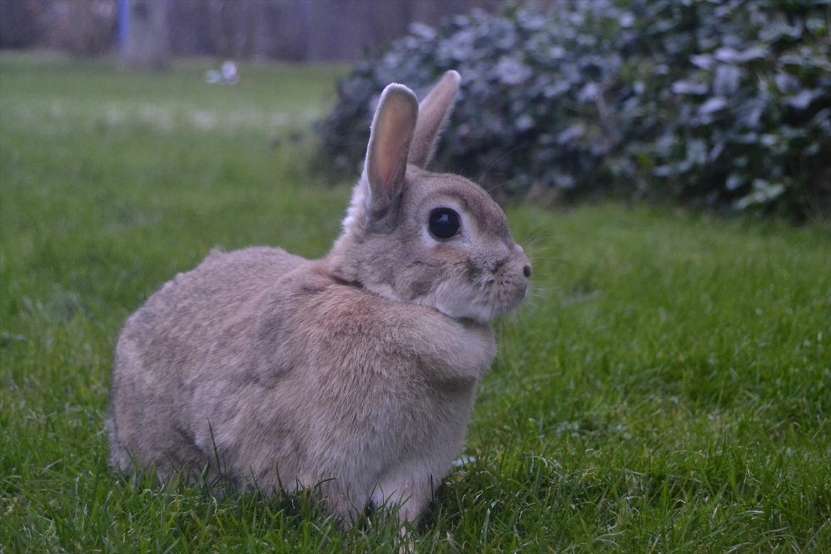 Kanin Bambie billede 3