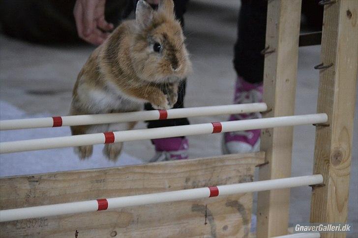 Kanin Amanda billede 1