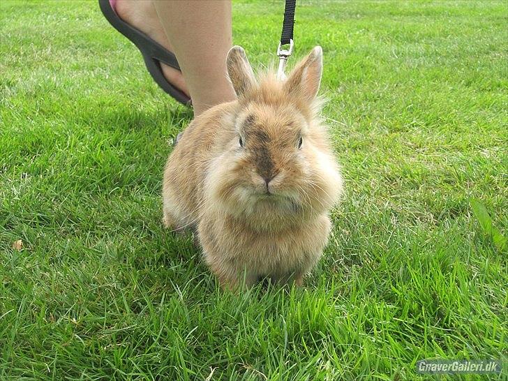 Kanin Amanda billede 2