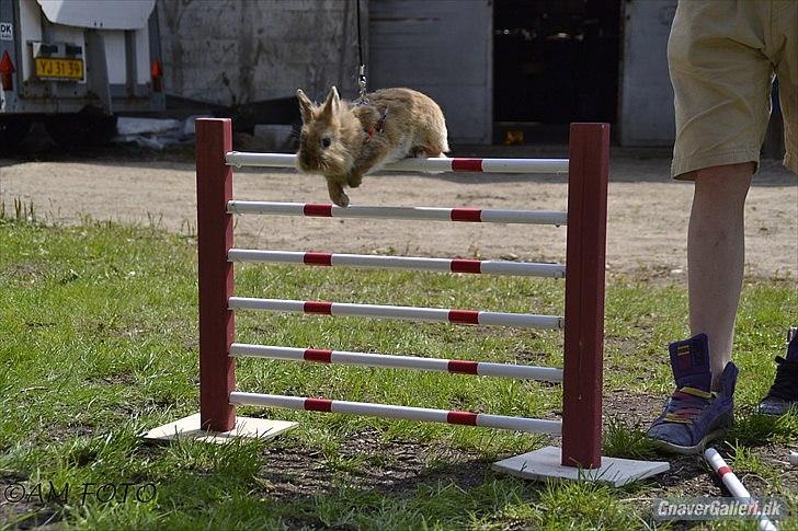 Kanin Amanda billede 3