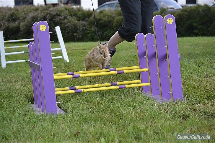 Kanin Amanda billede 4