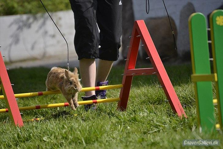 Kanin Amanda billede 5