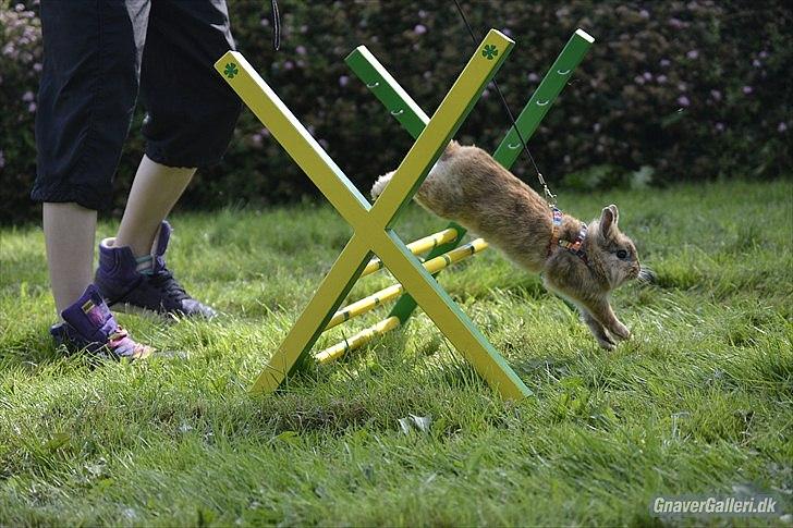 Kanin Amanda billede 6