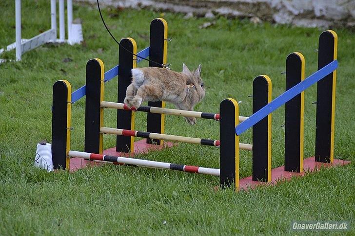 Kanin Amanda billede 7