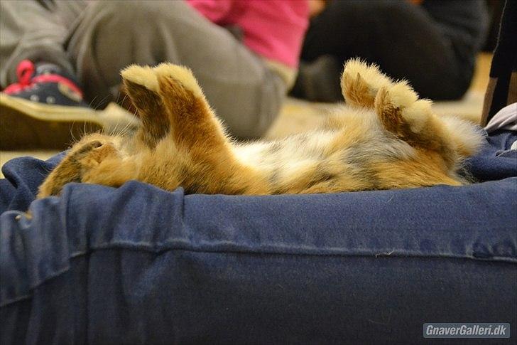 Kanin Amanda billede 8