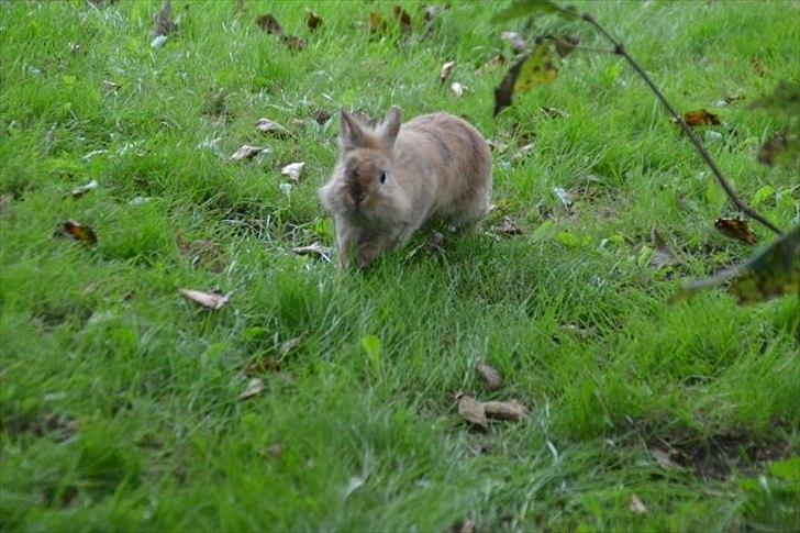 Kanin Amanda billede 9