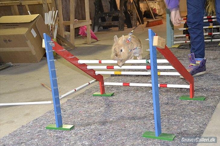 Kanin Amanda billede 10