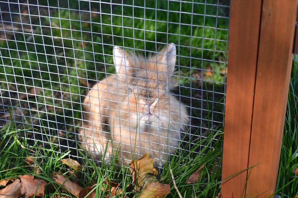 Kanin Amanda billede 11