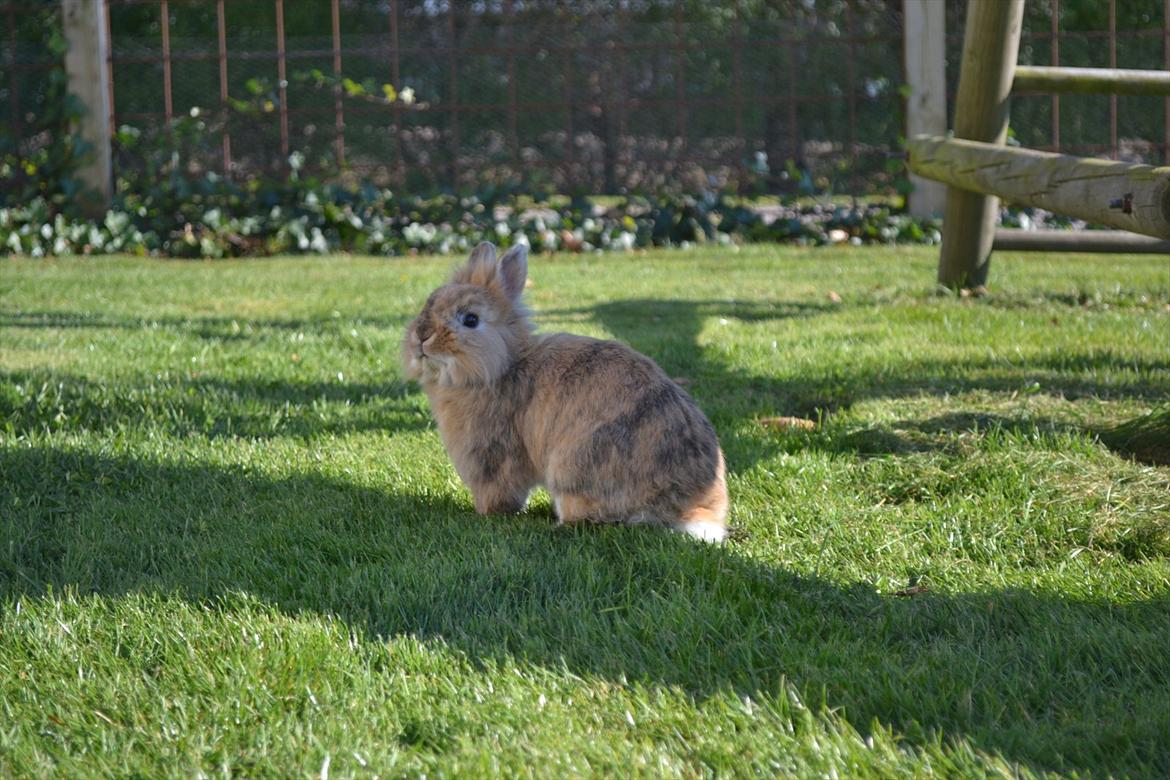 Kanin Amanda billede 12