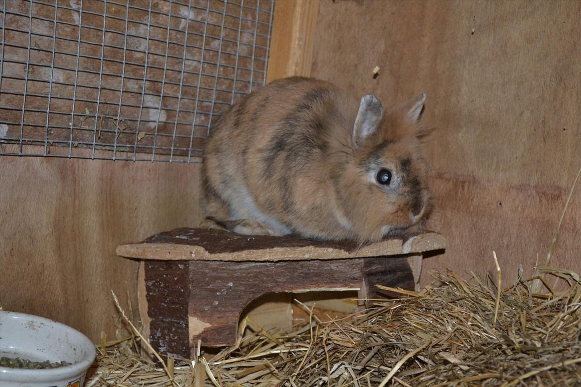 Kanin Amanda billede 13