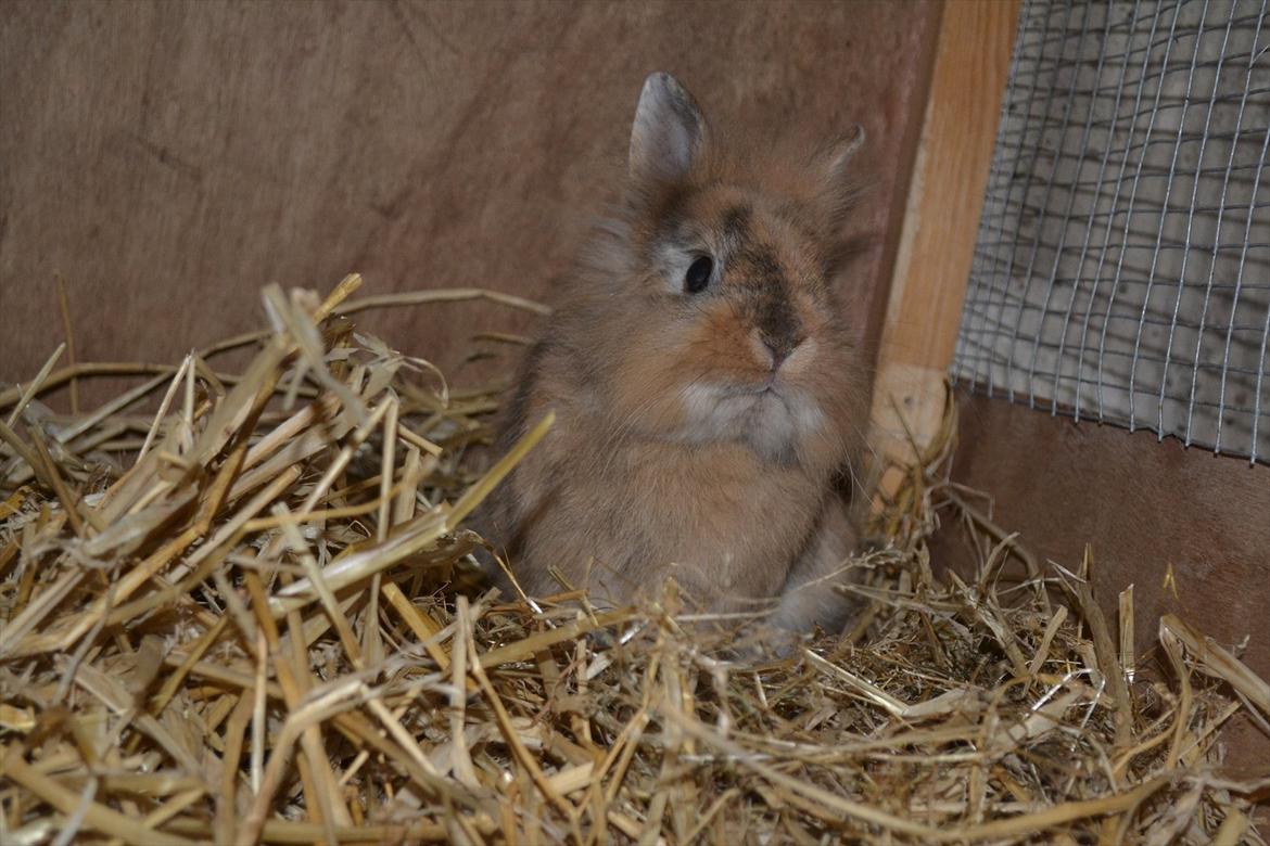 Kanin Amanda billede 14