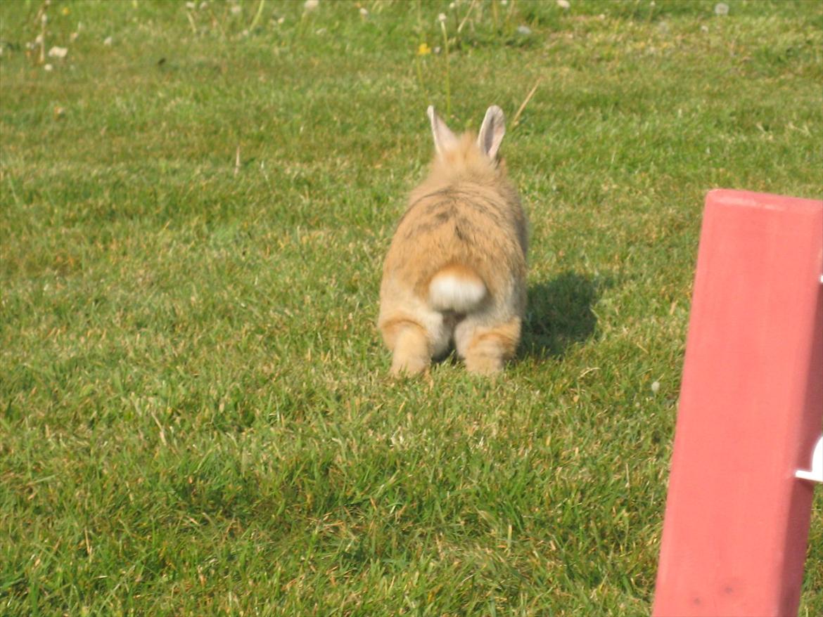 Kanin Amanda billede 15