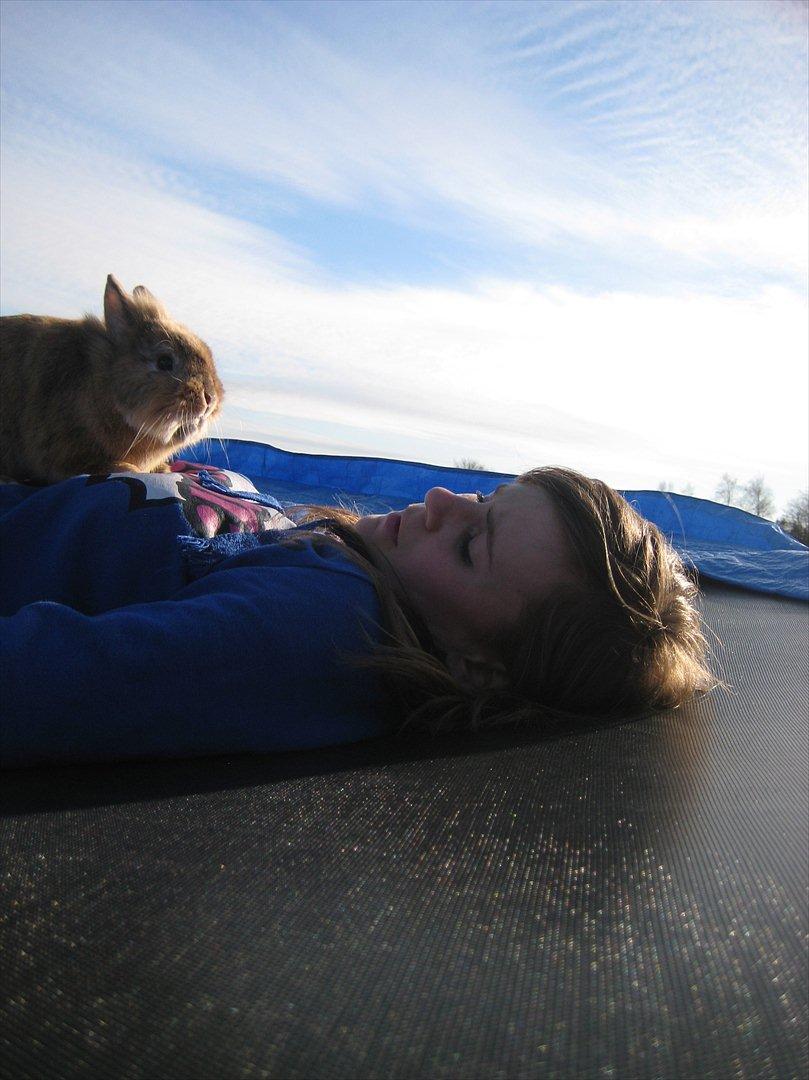 Kanin Amanda billede 16