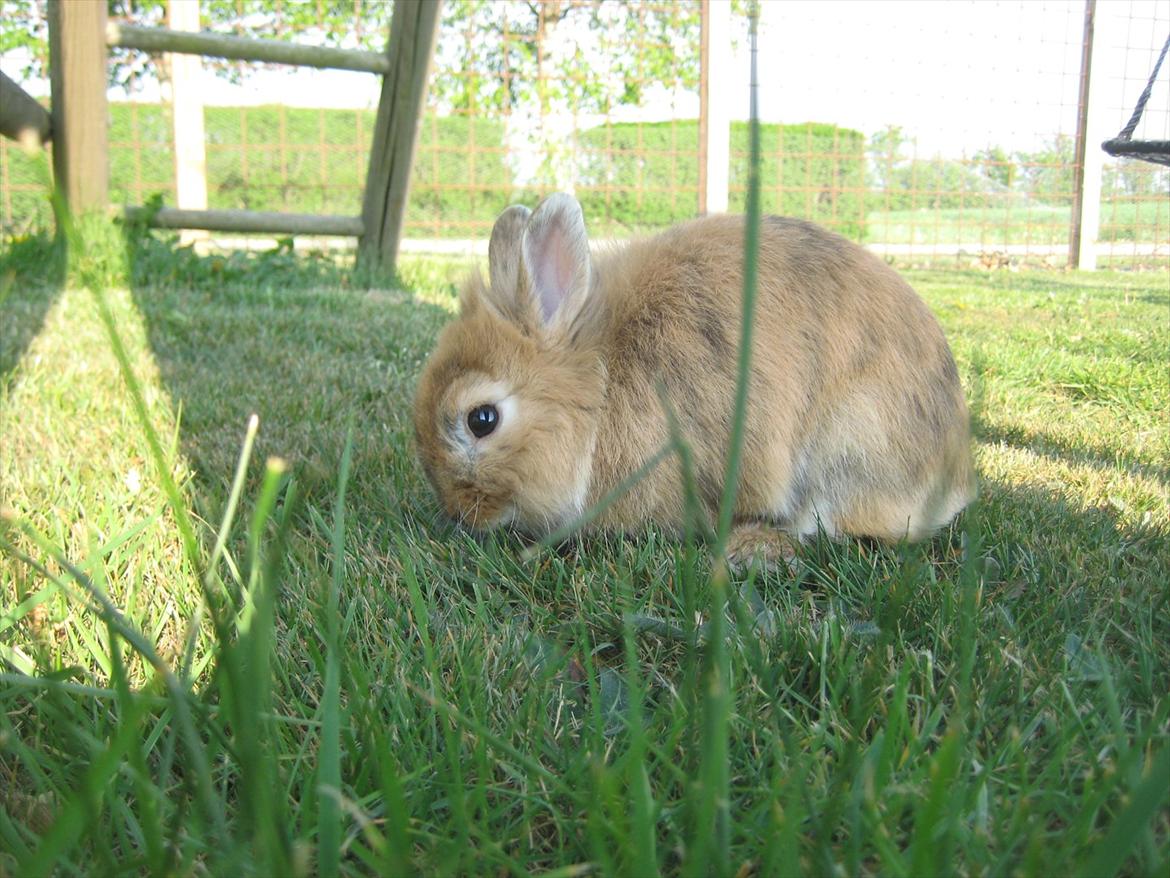 Kanin Amanda billede 17