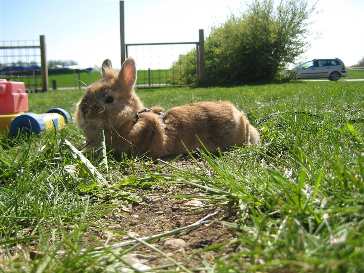 Kanin Amanda billede 18