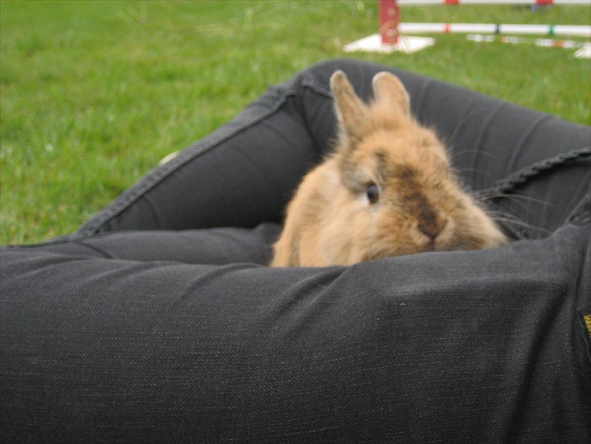 Kanin Amanda billede 19