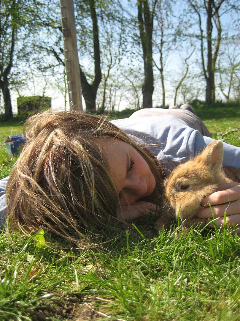 Kanin Amanda billede 20