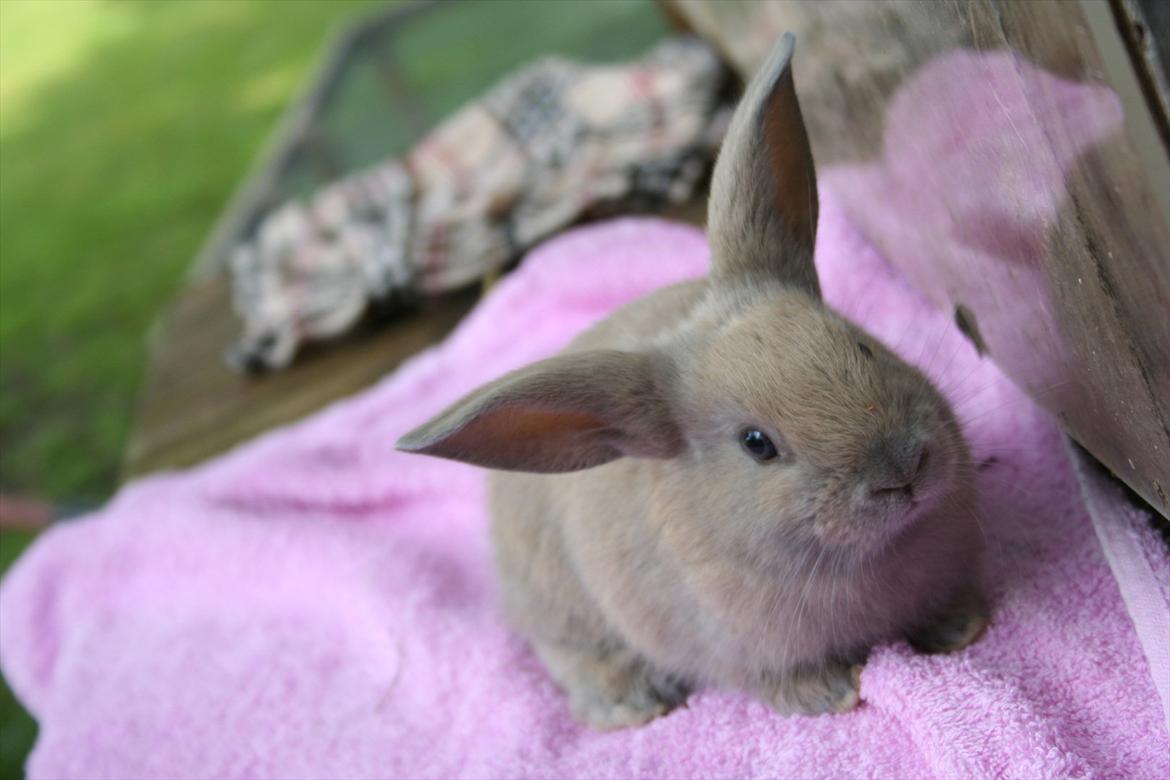 Kanin Zachos Blue Al Jane - Blue da den var mindre billede 8