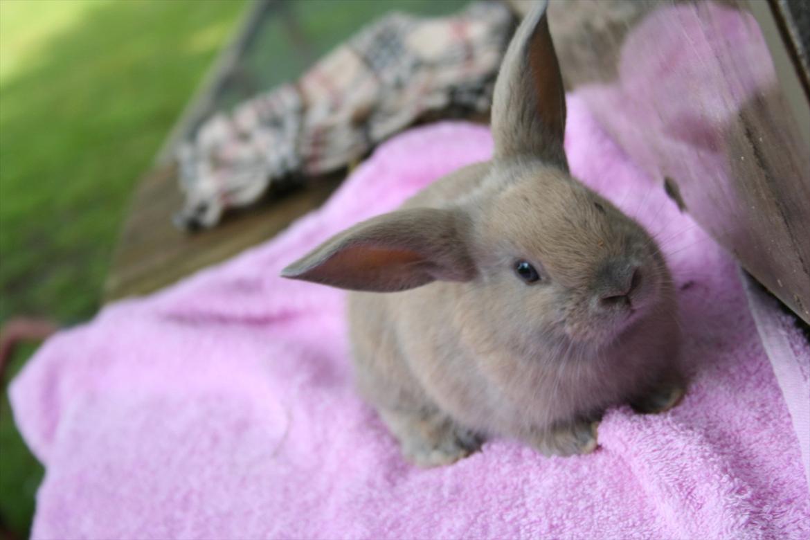 Kanin Zachos Blue Al Jane - Blue da den var mindre billede 9