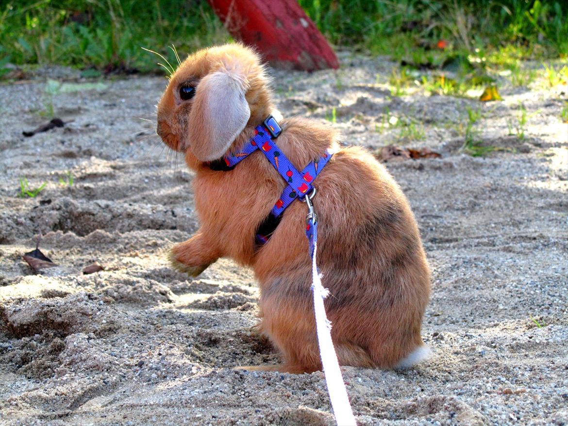 Kanin Batgirl billede 14