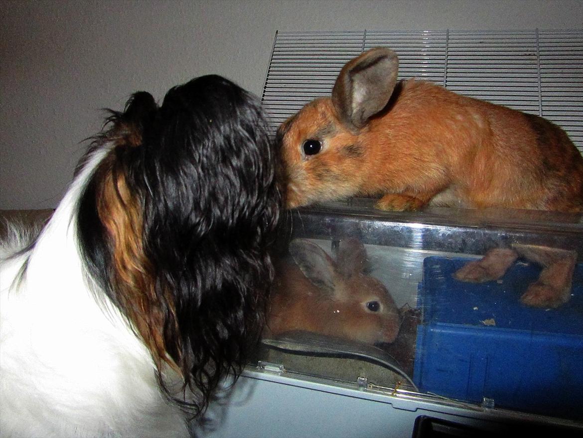 Kanin Batgirl billede 15