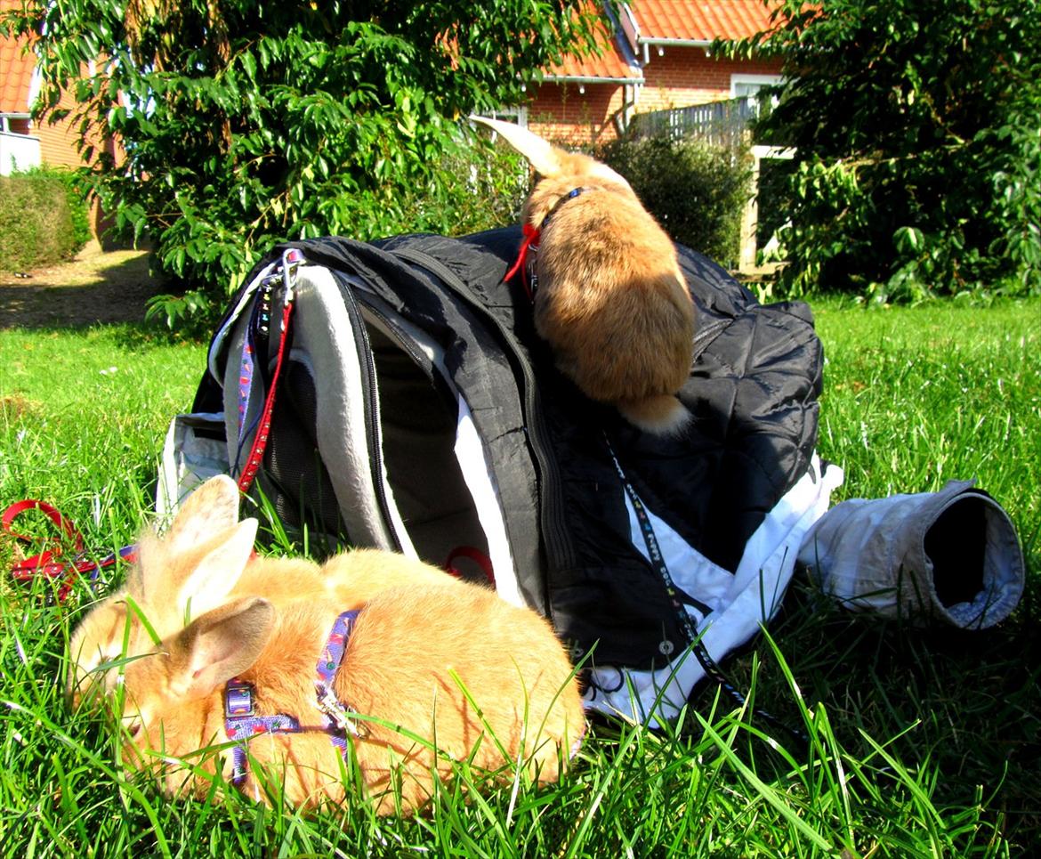 Kanin Batgirl billede 16