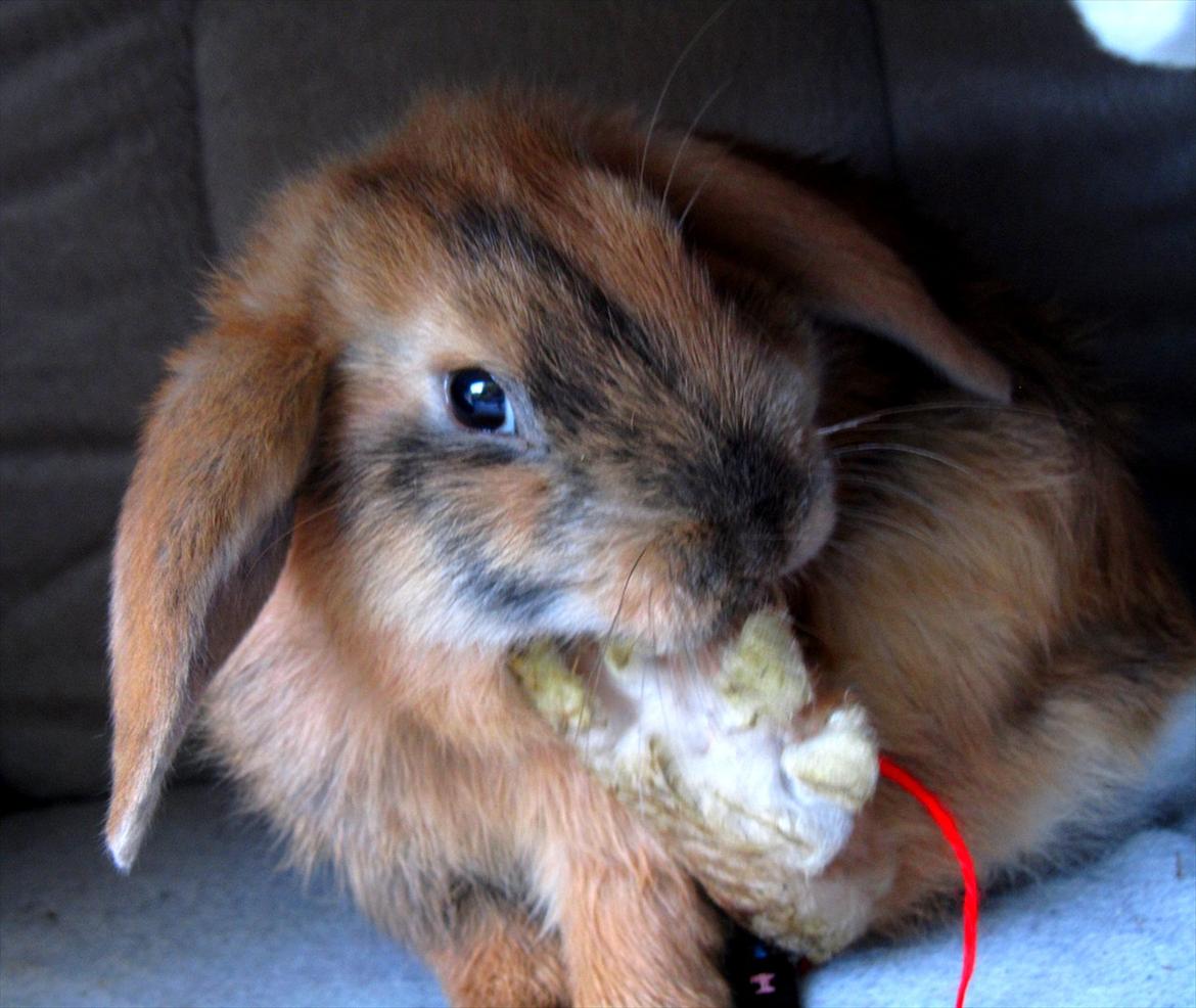 Kanin Batgirl billede 17