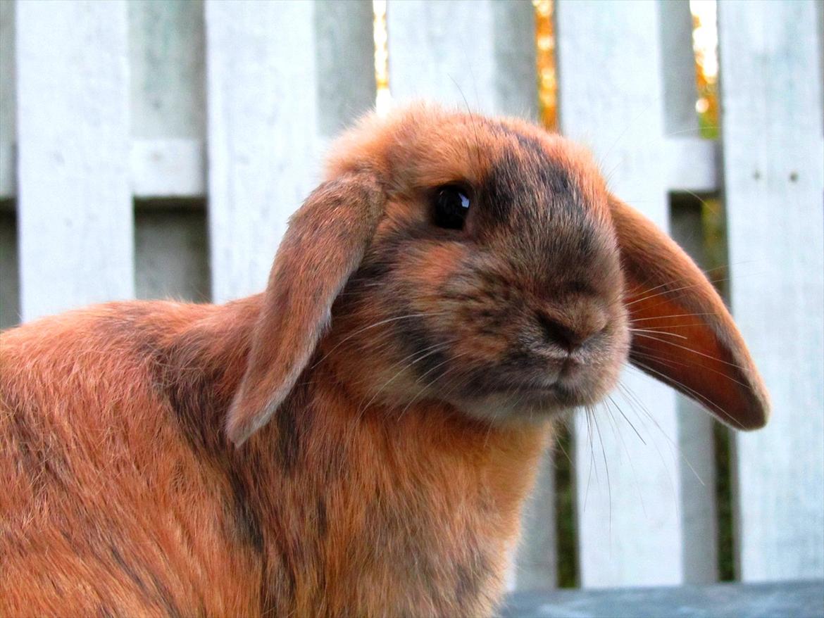 Kanin Batgirl billede 18