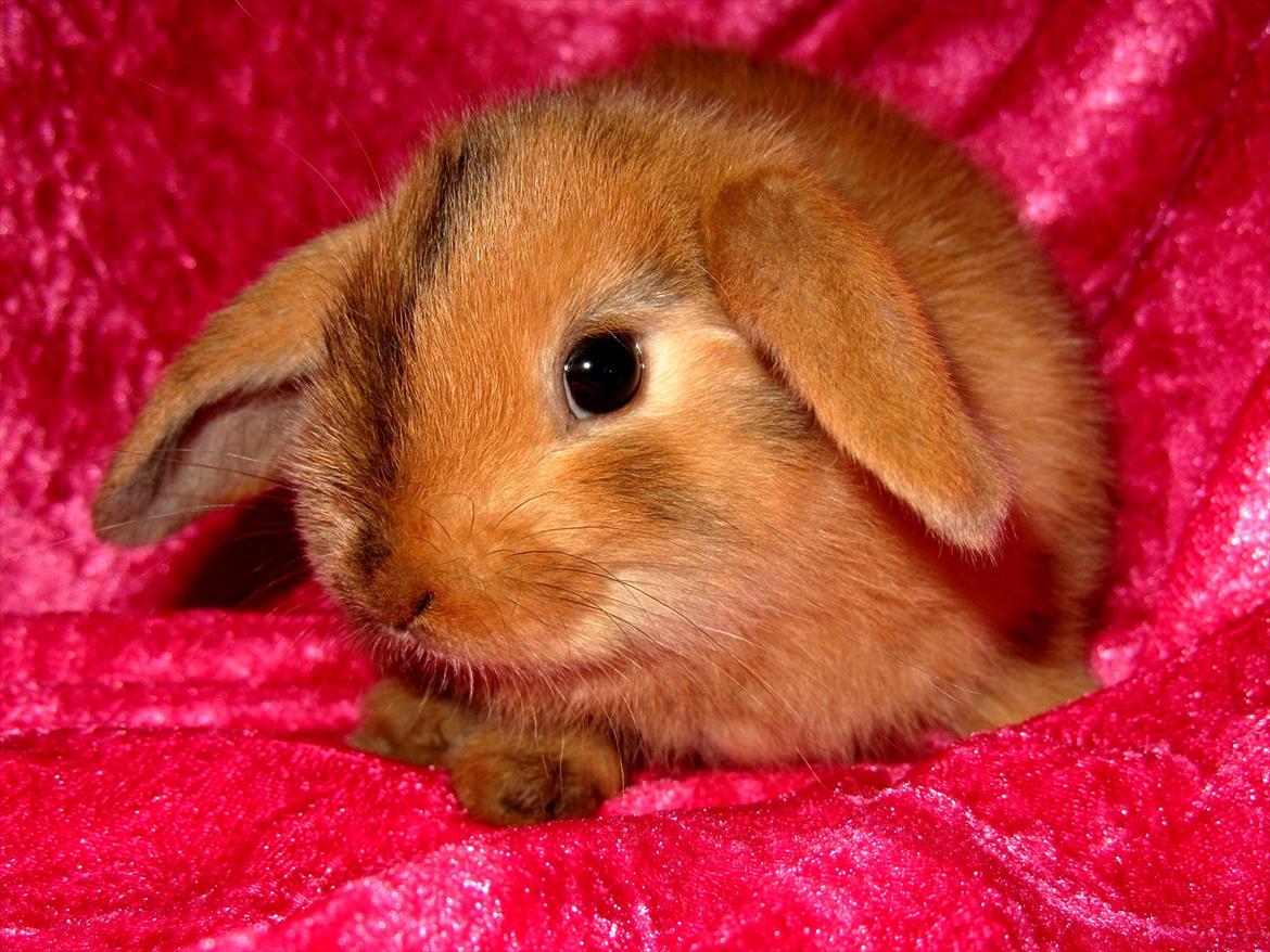 Kanin Batgirl billede 11