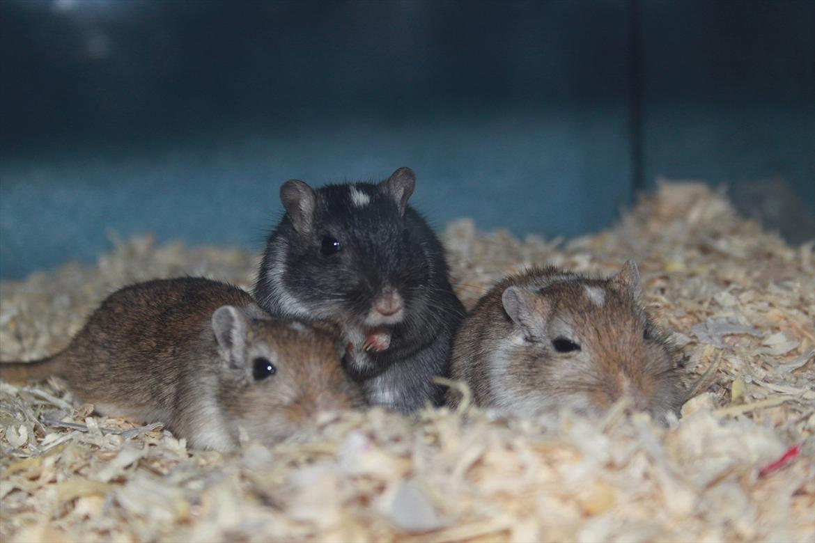 Ørkenrotte Luna - de 3 tøser ligger og hygger(; billede 20