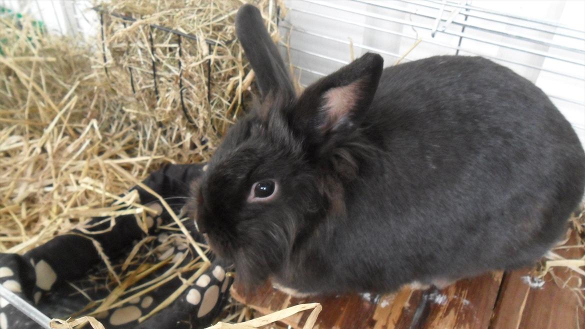 Kanin " Visby´s Fairy tale billede 16