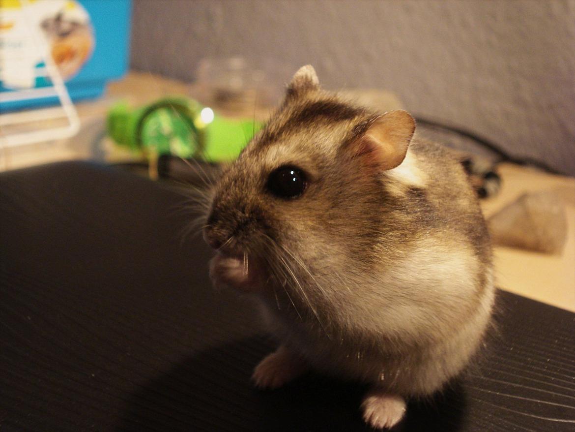 Dværghamster Dumle  - Dumle hygger på skrivebordet. Ca. 6 ½ måned gammel billede 13