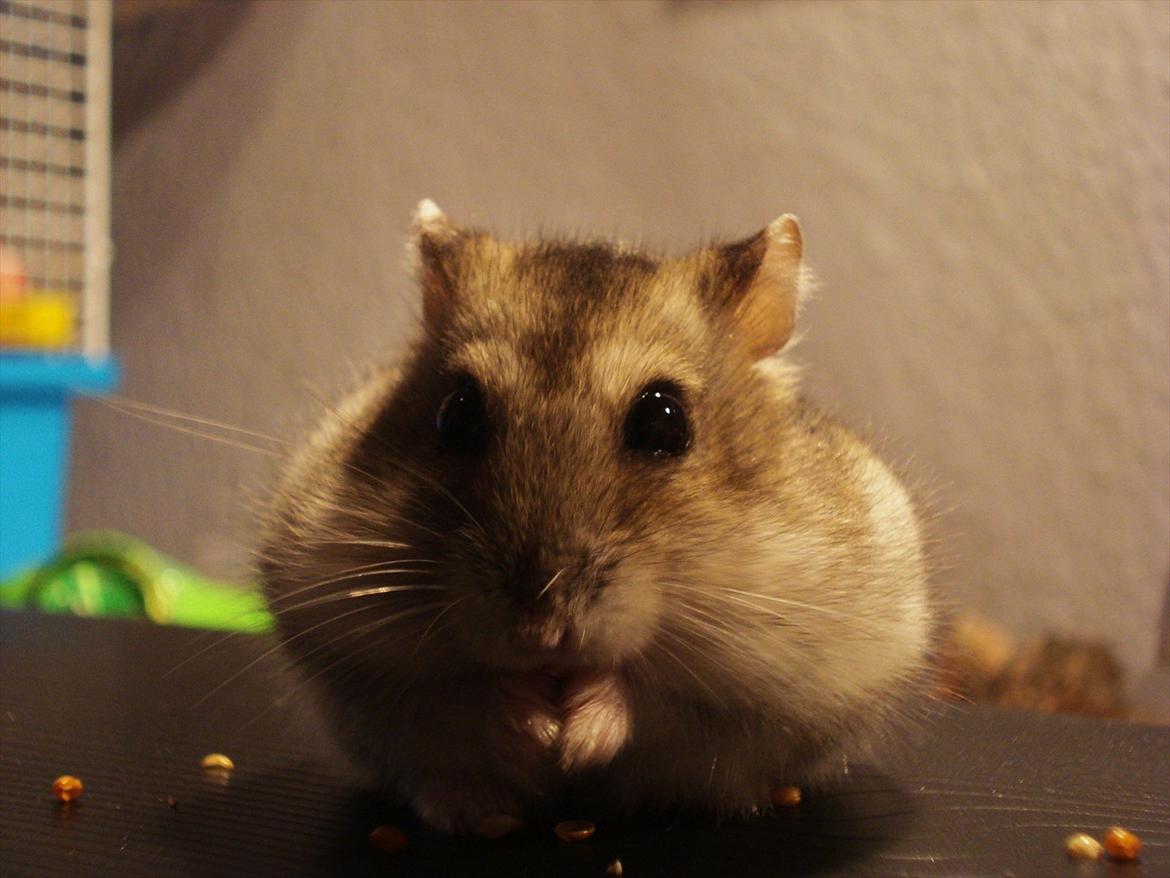 Dværghamster Dumle  - Dumle på skrivebordet, fanget af kameraet. Ca. 6 ½ måned gammel billede 1