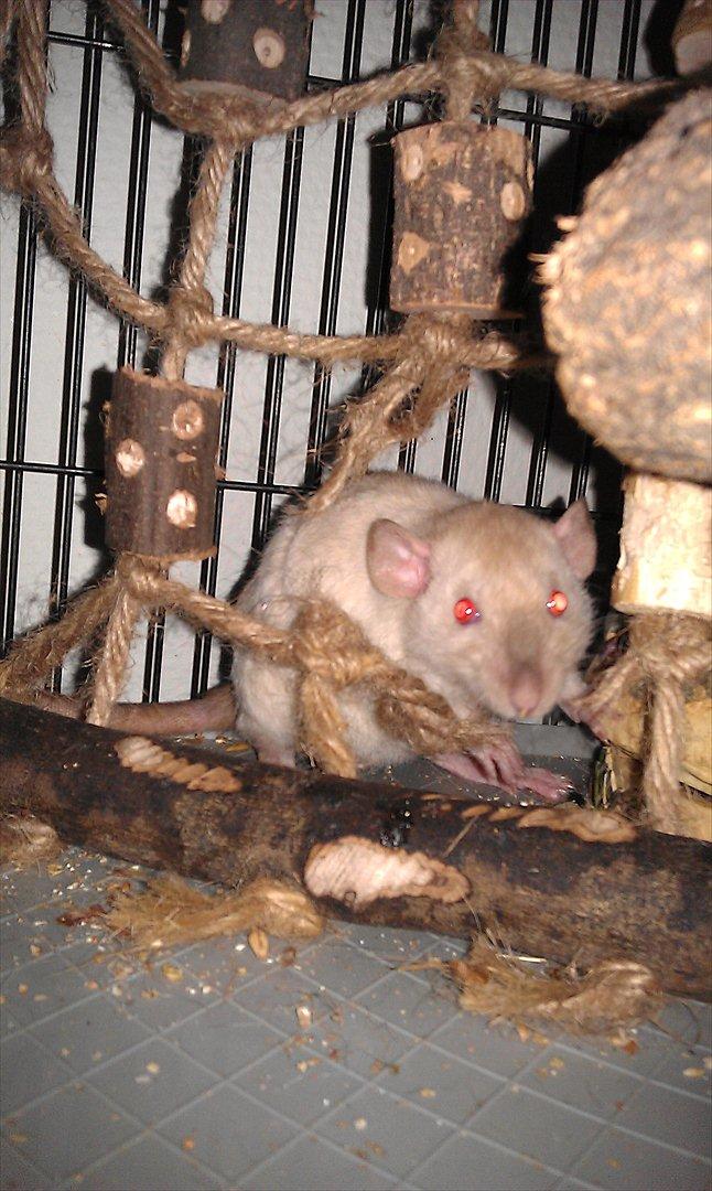 Tamrotte Bum Bum billede 1