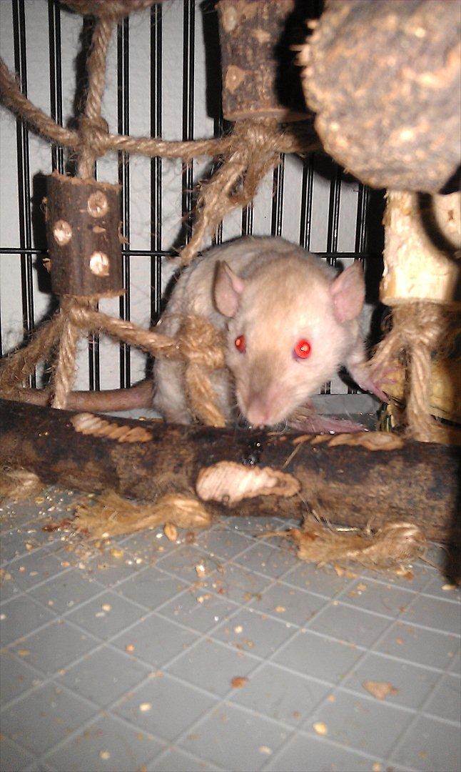 Tamrotte Bum Bum billede 2