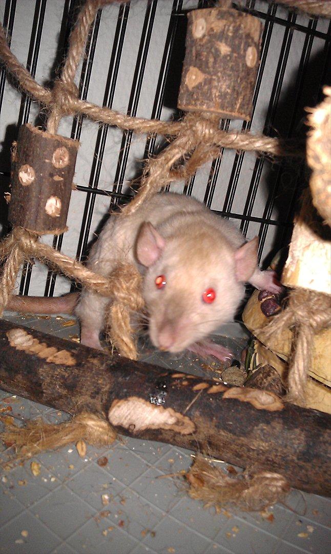 Tamrotte Bum Bum billede 3