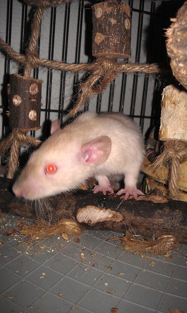 Tamrotte Bum Bum billede 4