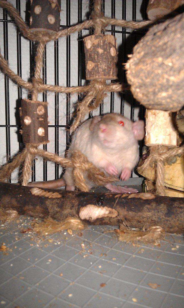 Tamrotte Bum Bum billede 5