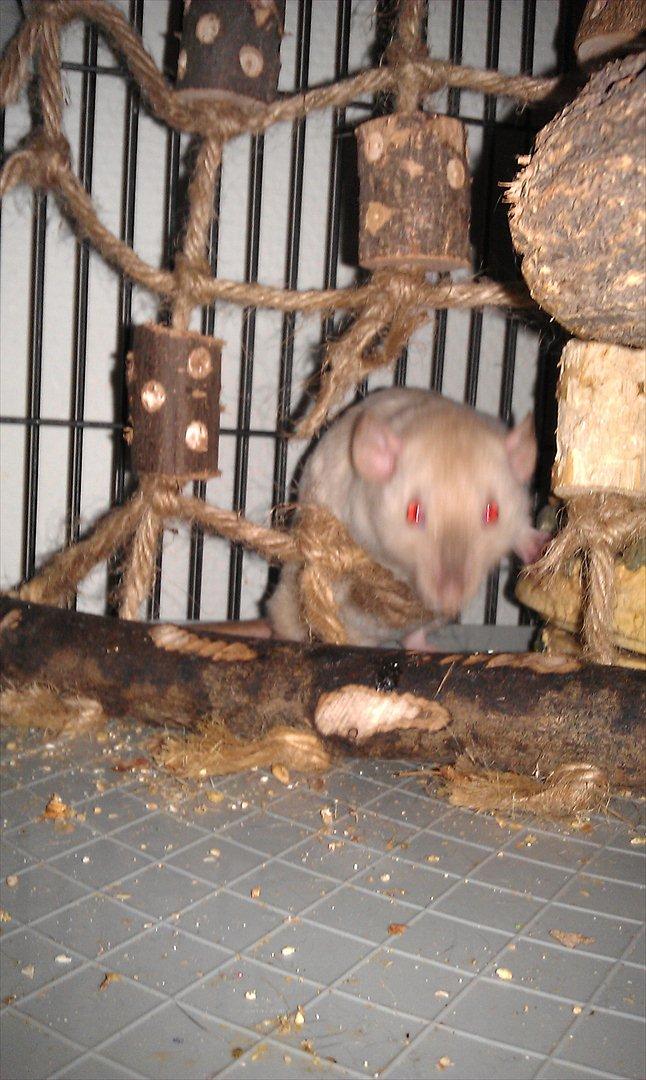 Tamrotte Bum Bum billede 6