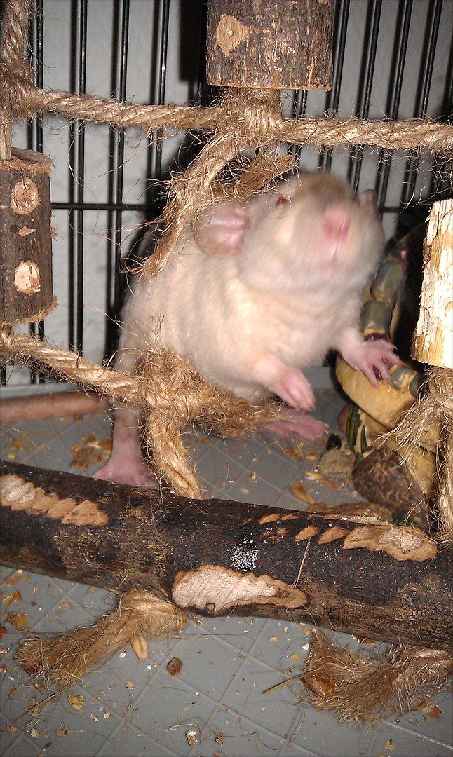 Tamrotte Bum Bum billede 7