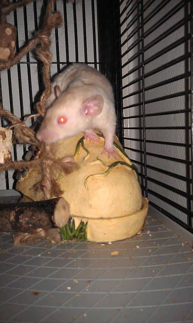 Tamrotte Bum Bum billede 8