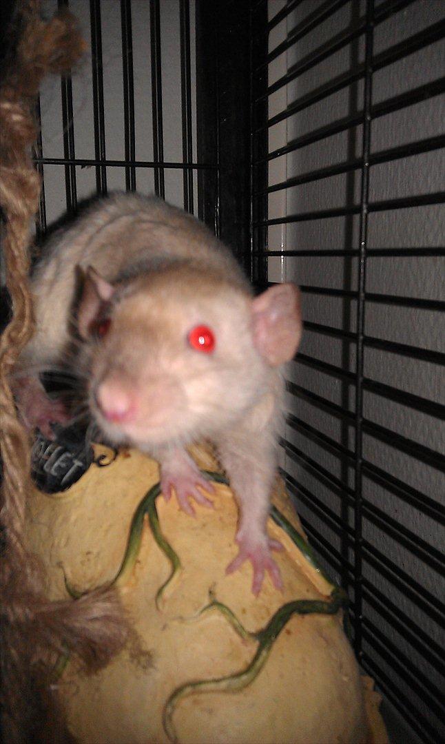 Tamrotte Bum Bum billede 9