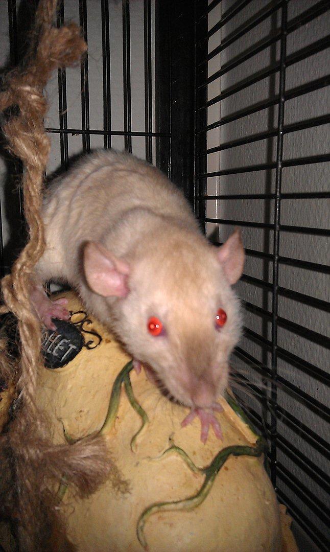 Tamrotte Bum Bum billede 10