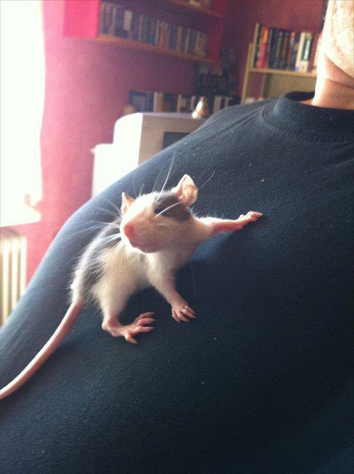 Tamrotte Billie Jerry Joe billede 2