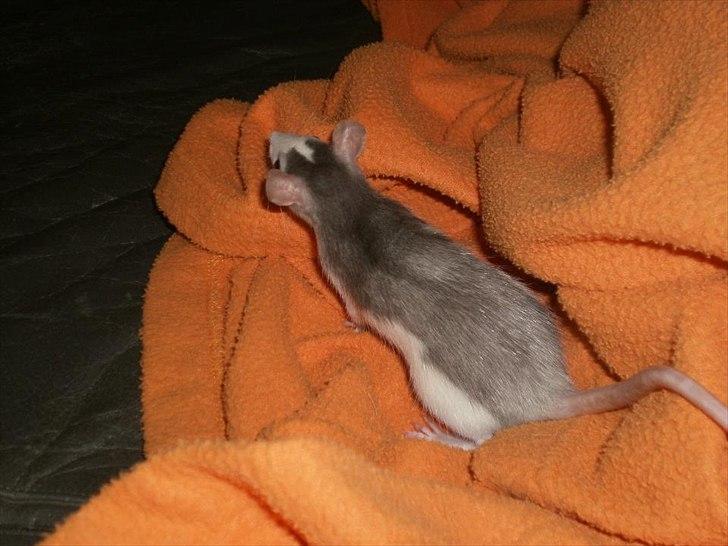 Tamrotte Billie Jerry Joe billede 3