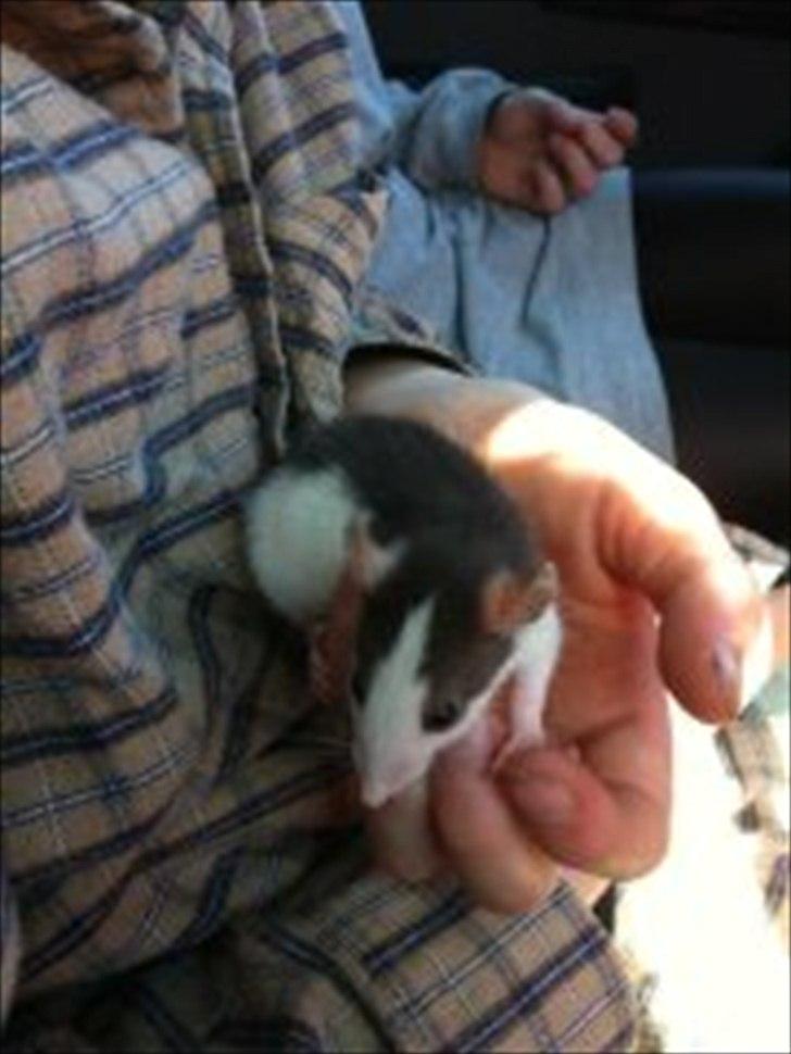 Tamrotte Billie Jerry Joe billede 4